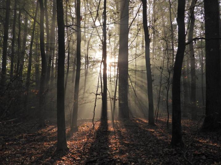 Fragment drzewostanu w Leśnictwie Borki, fot. Mateusz Pawelec